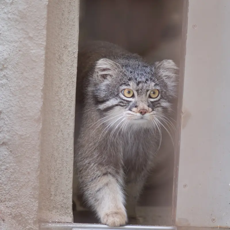 Фотография Фиги в Зоопарке Ногеяме