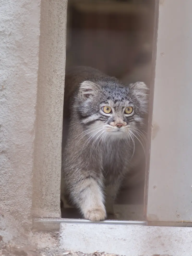 Фотография Фиги в Зоопарке Ногеяме