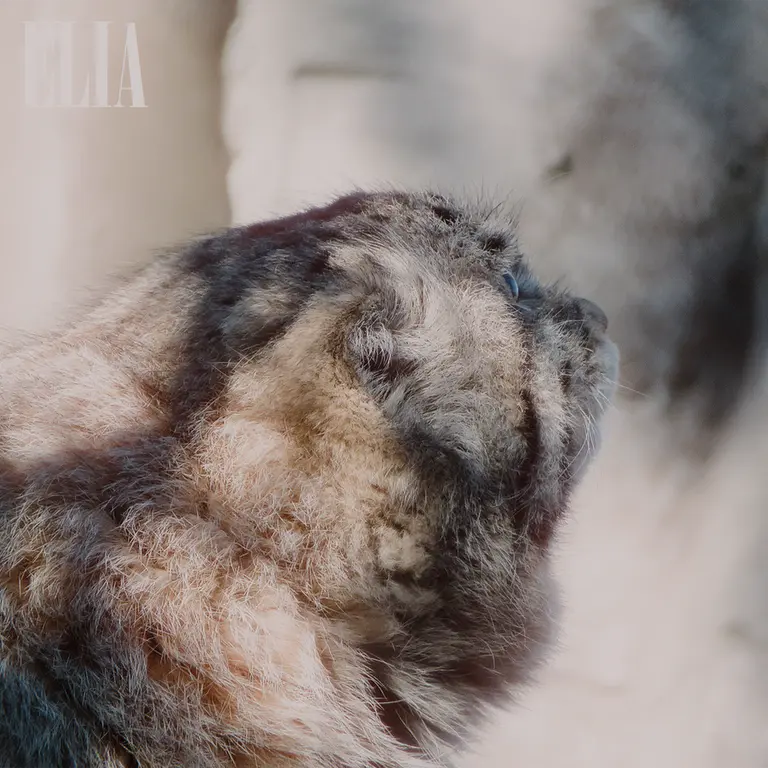 Фотография Олафа в Зоопарке Калгари / Институте Уайлдере