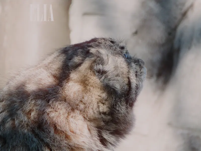 Фотография Олафа в Зоопарке Калгари / Институте Уайлдере