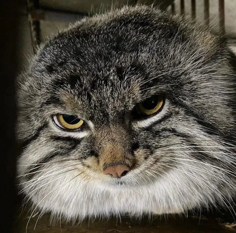 Фотография с манулом