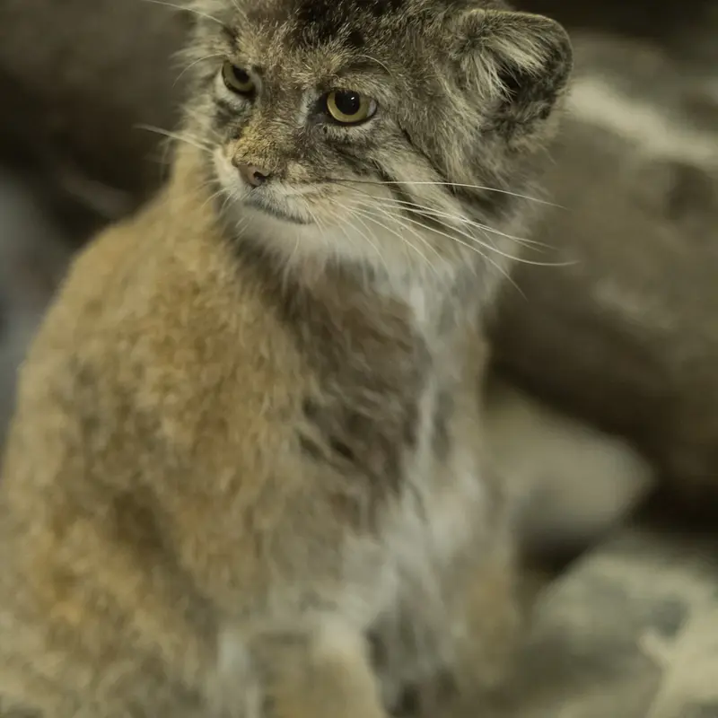 Фотография Примулы в Зоопарке Уено