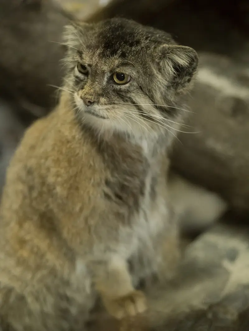 Фотография Примулы в Зоопарке Уено