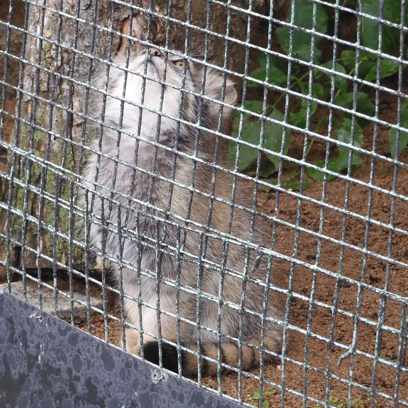 Фотография с манулом