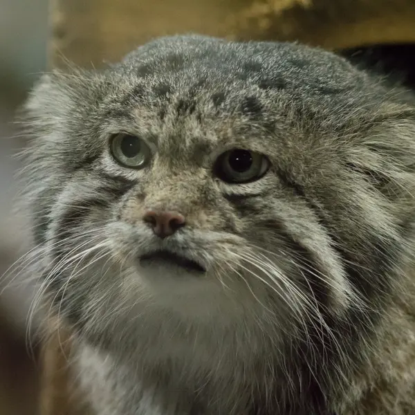 Фотография Клёна в Зоопарке Уено