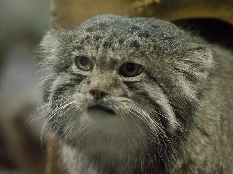 Фотография Клёна в Зоопарке Уено