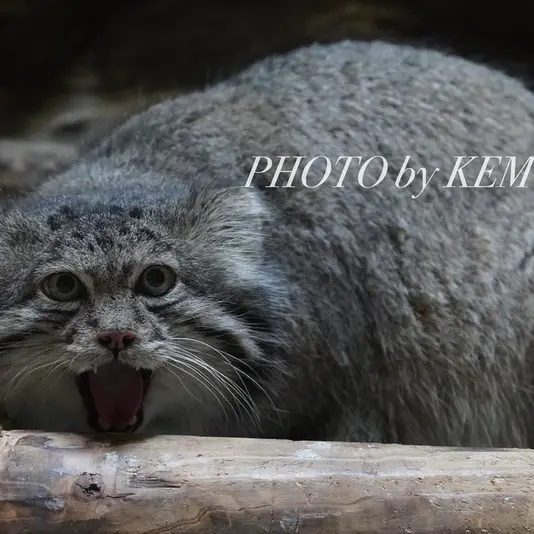 Фотография Клёна в Зоопарке Уено