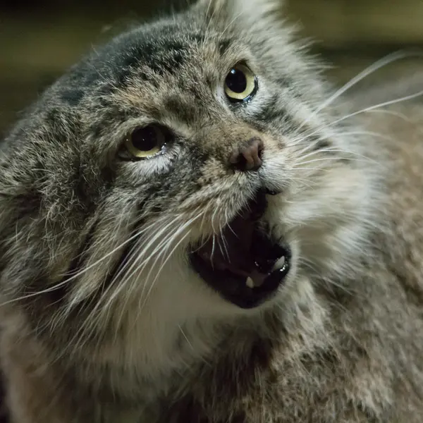 Фотография Примулы в Зоопарке Уено