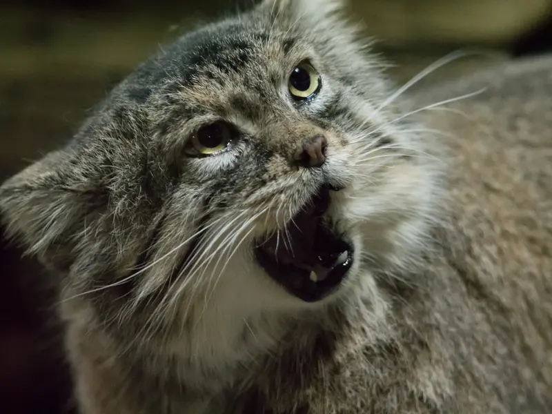 Фотография Примулы в Зоопарке Уено