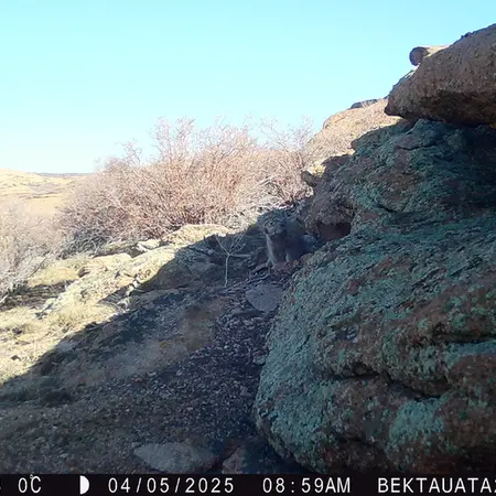 Фотография Сибирского Манула с фотоловушки Бектауата 2