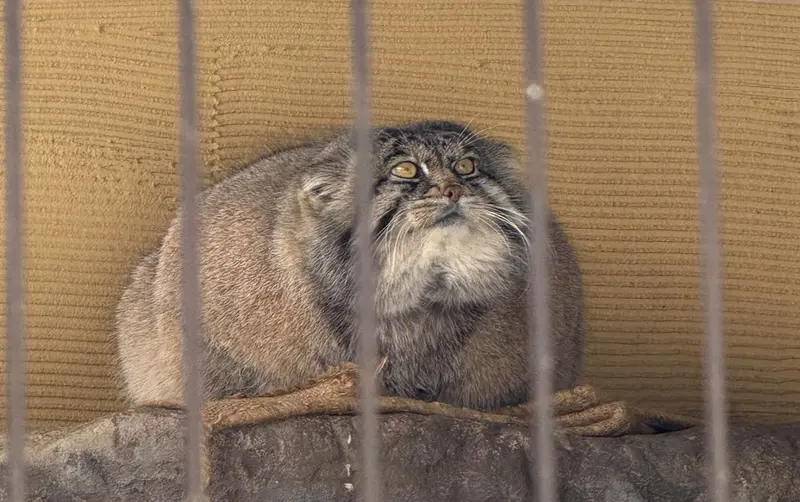 Фотография Груши в Зоопарке Асахияма