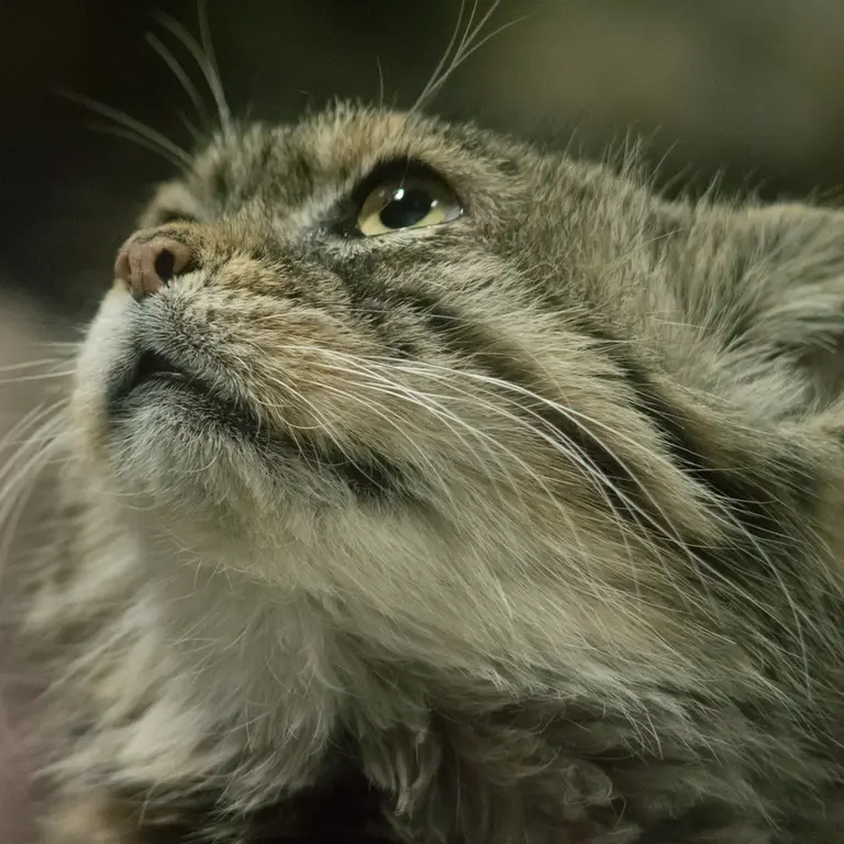 Фотография Примулы в Зоопарке Уено