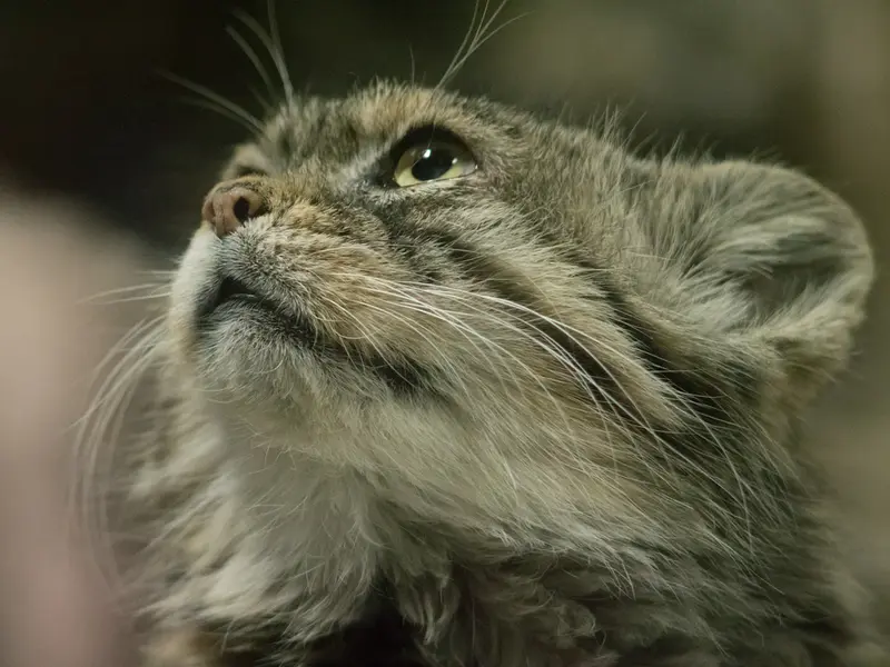 Фотография Примулы в Зоопарке Уено