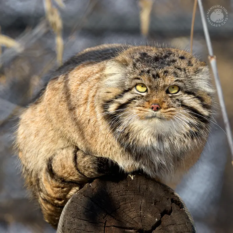 Фотография Ачи в Новосибирском Зоопарке