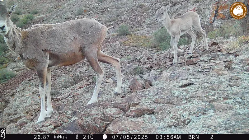 Фотография Аргали с фотоловушки Жанатор [новинка]