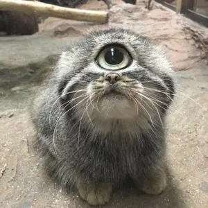 Фотография с манулом