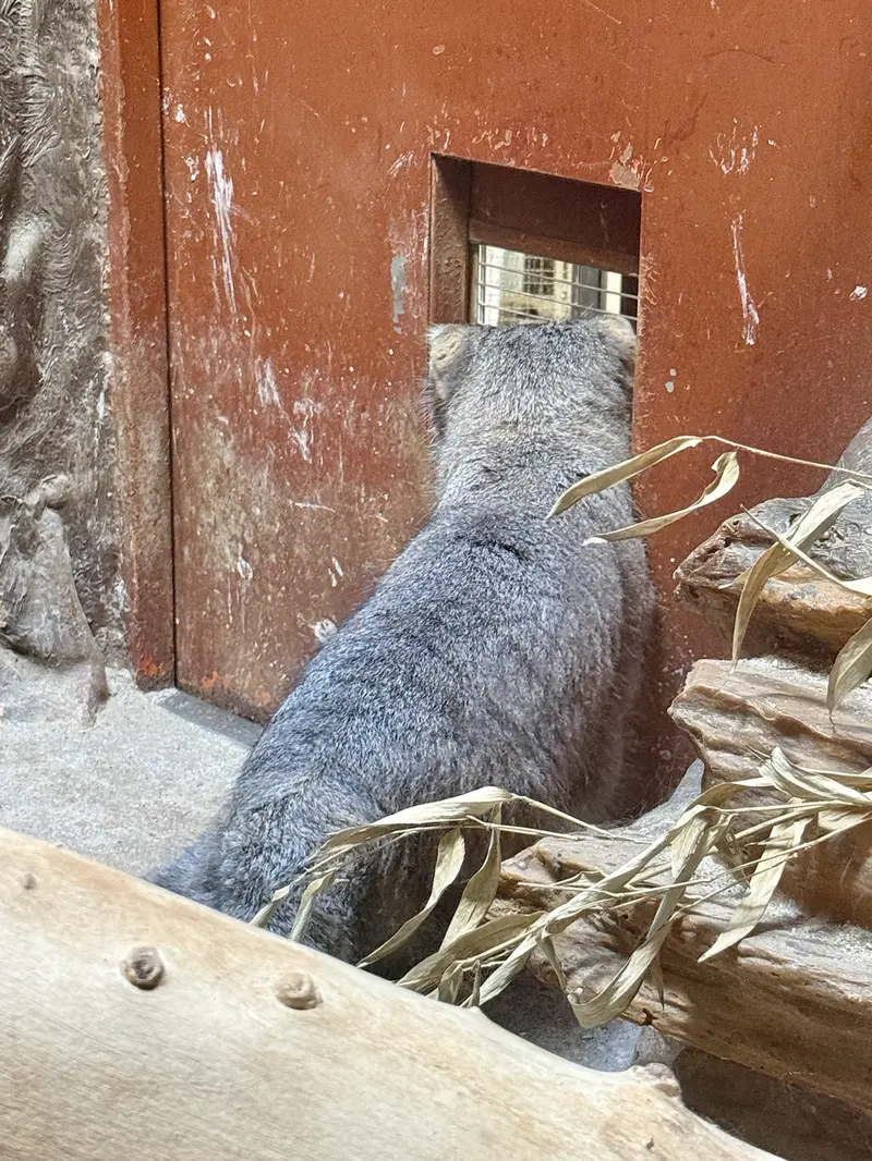 Фотография Клёна в Зоопарке Уено