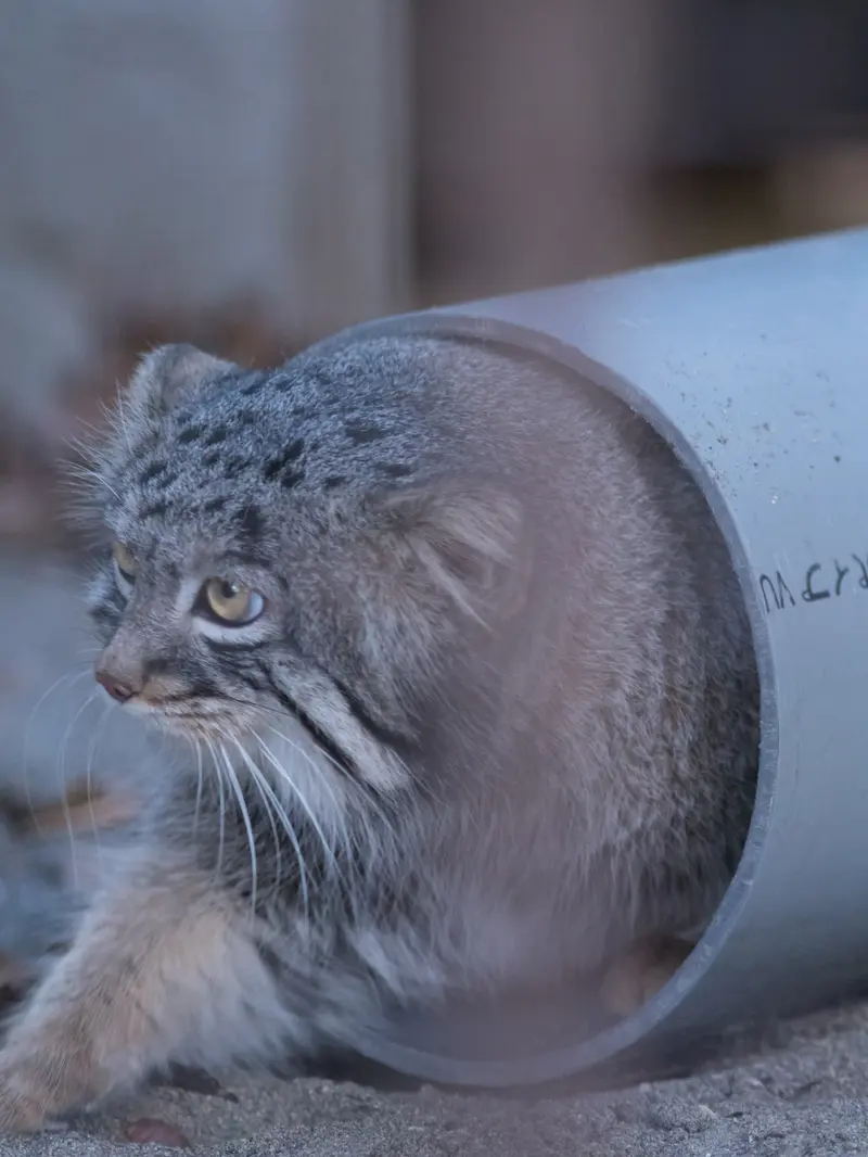 Фотография Фиги в Зоопарке Ногеяме
