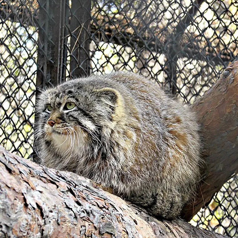 Фотография Зеленогорска в Новосибирском Зоопарке