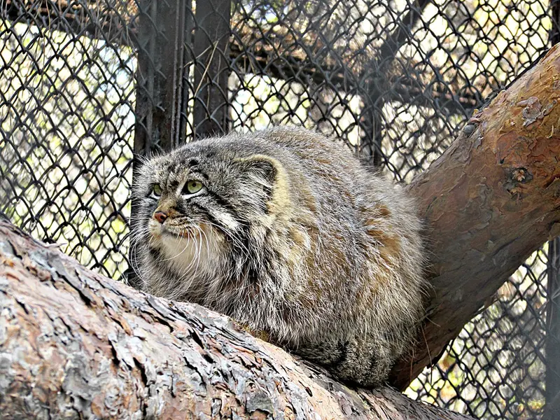 Фотография Зеленогорска в Новосибирском Зоопарке