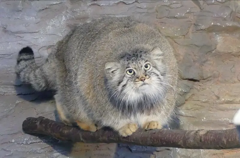 Фотография с манулом