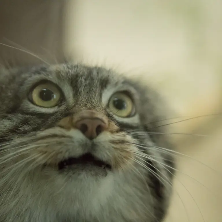 Фотография Фиги в Зоопарке Ногеяме