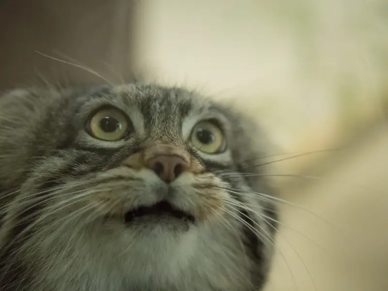 Фотография Фиги в Зоопарке Ногеяме