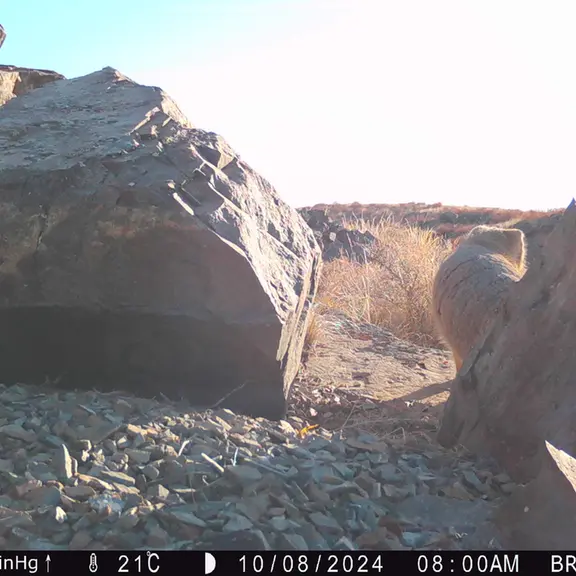 Фотография Сибирского Манула с фотоловушки Киикбай [новинка]