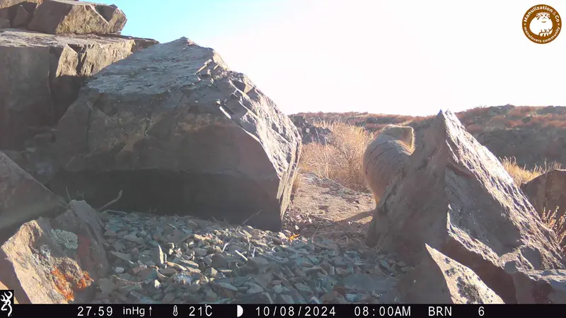 Фотография Сибирского Манула с фотоловушки Киикбай [новинка]