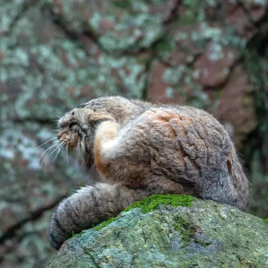 Фотография Томаса О’Мэлли в Норденс Арк