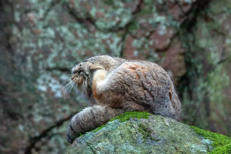 Фотография Томаса О’Мэлли в Норденс Арк