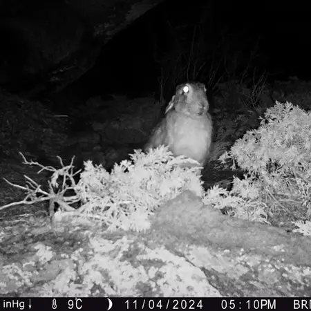 Фотография Заяц-Русака с фотоловушки Шубарайгыр