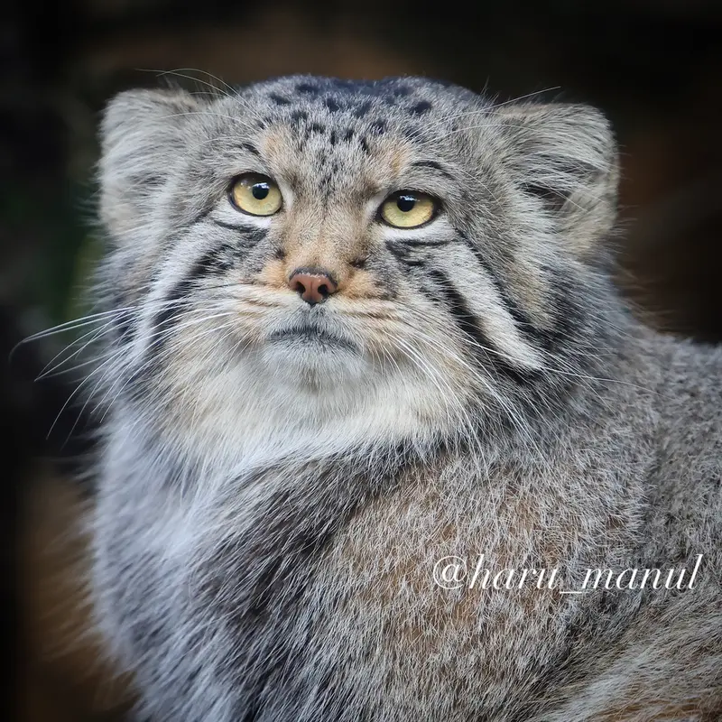 Фотография Нагому в Царстве Животных Насу