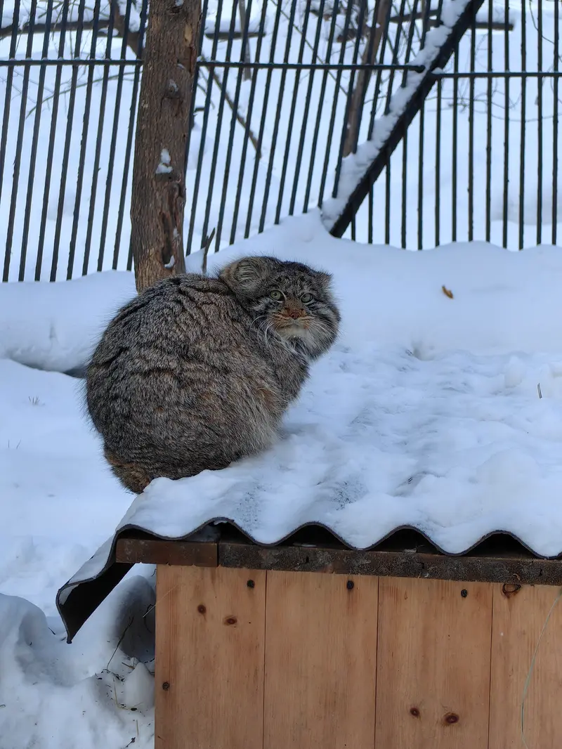 Фотография Бандита в Новосибирском Зоопарке