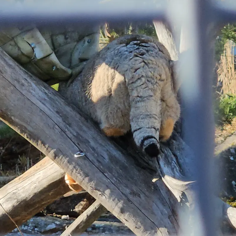Фотография Мими в Зоопарке Коркеасаари