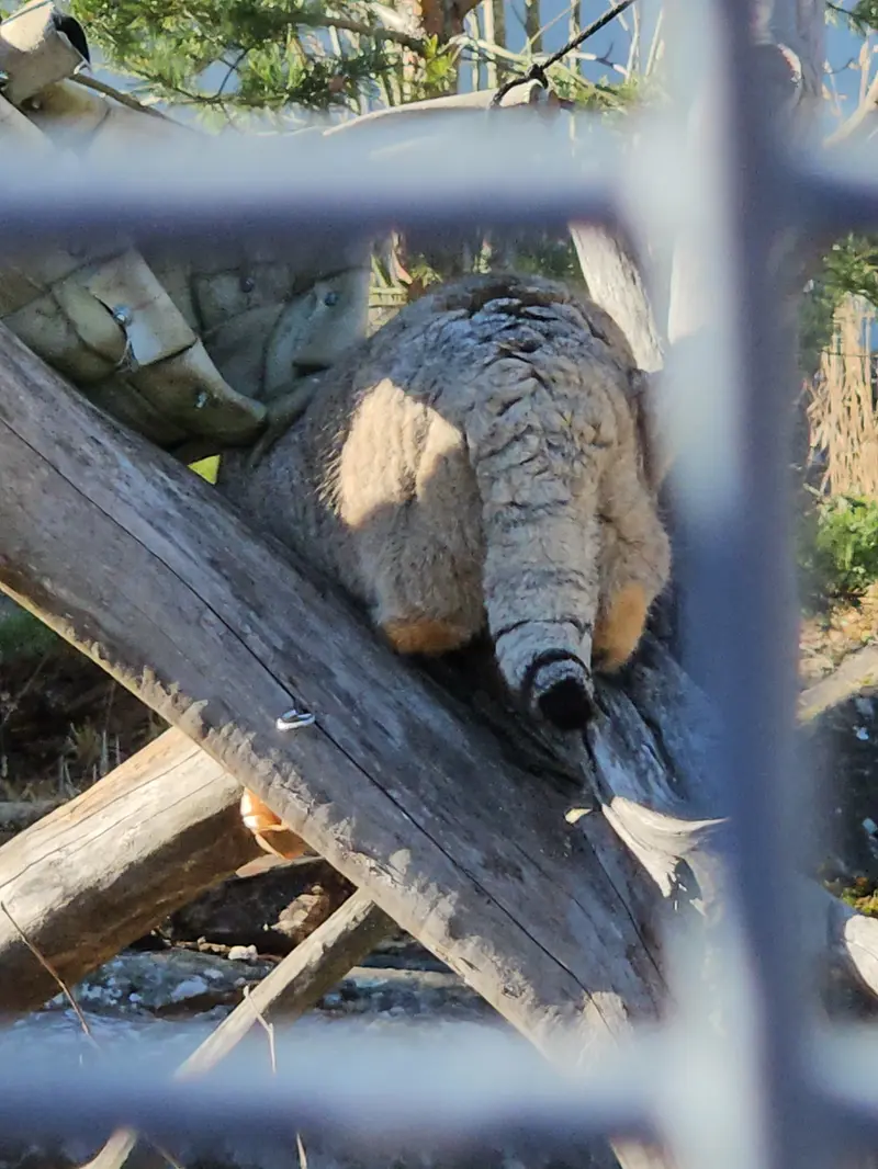 Фотография Мими в Зоопарке Коркеасаари