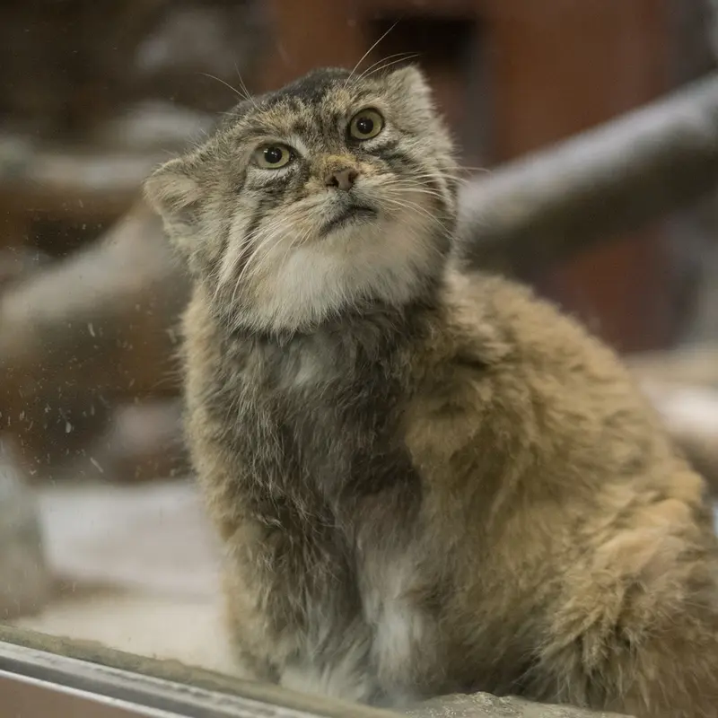 Фотография Примулы в Зоопарке Уено