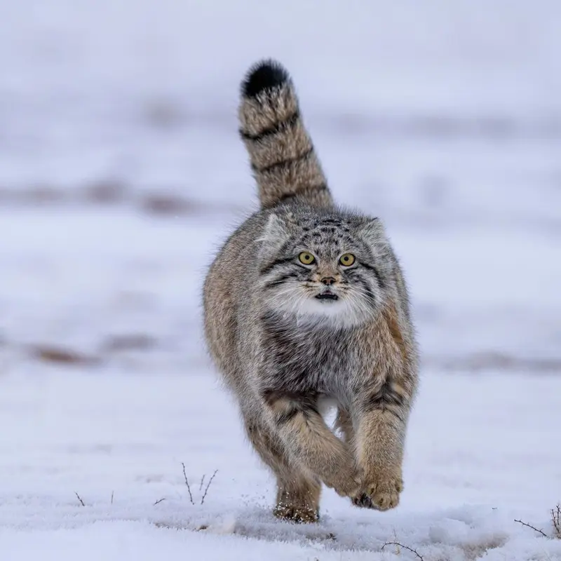 Фотография с манулом