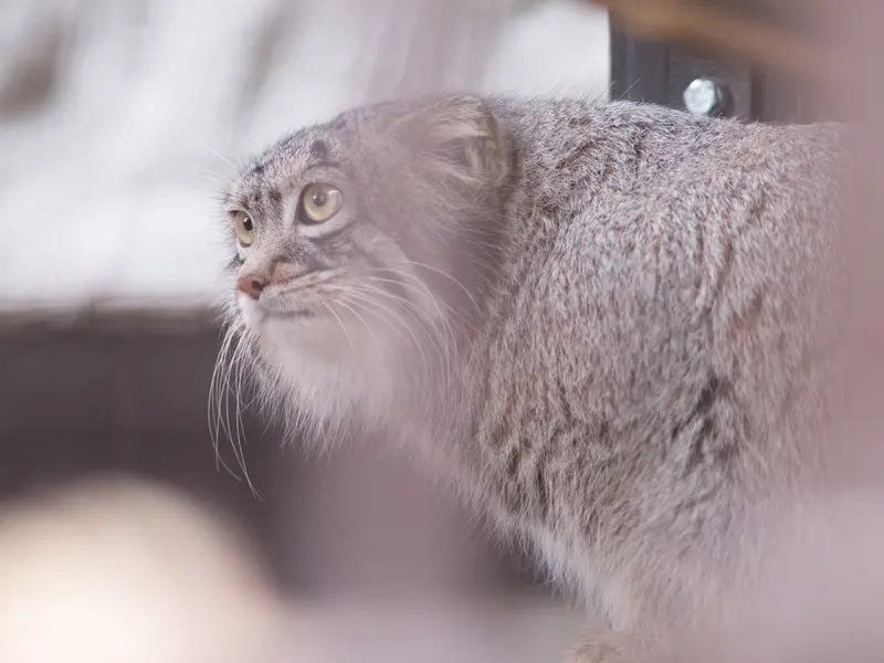 Фотография Фиги в Зоопарке Ногеяме