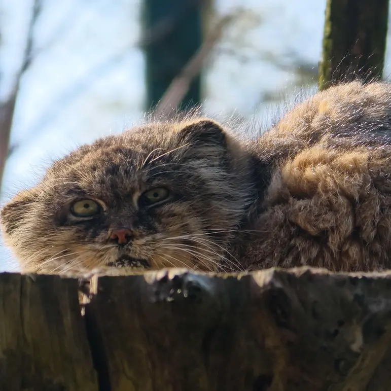 Фотография Паццо в Лодзинском Зоопарке