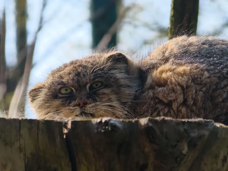Фотография Паццо в Лодзинском Зоопарке