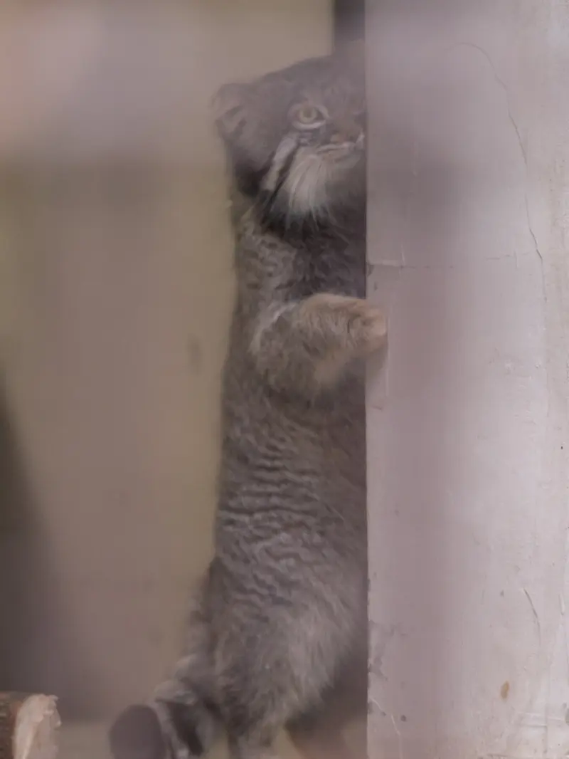 Фотография Фиги в Зоопарке Ногеяме