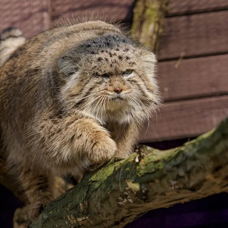 Фотография Музтау в Зоопарке Брно