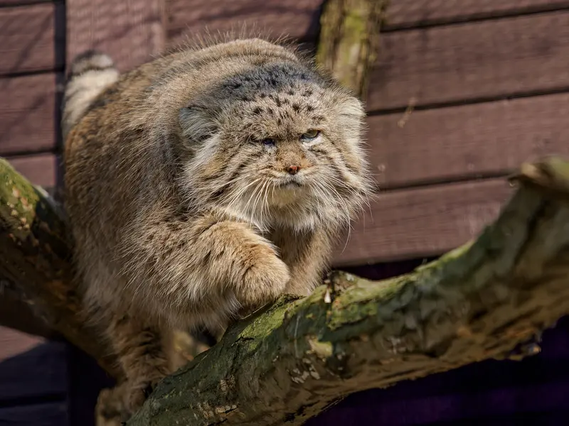 Фотография Музтау в Зоопарке Брно