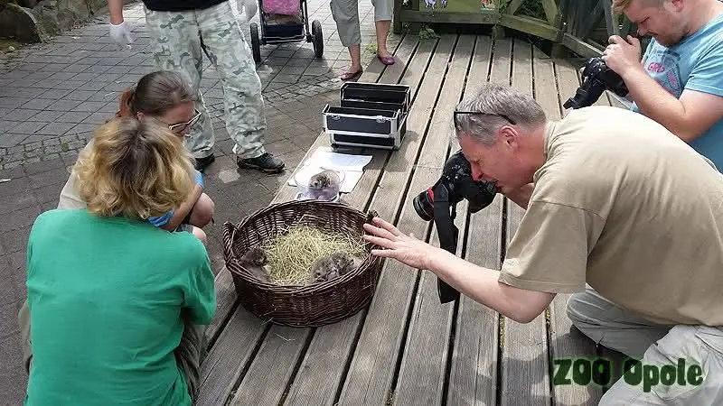 Фотография с манулом в Опольском зоопарке