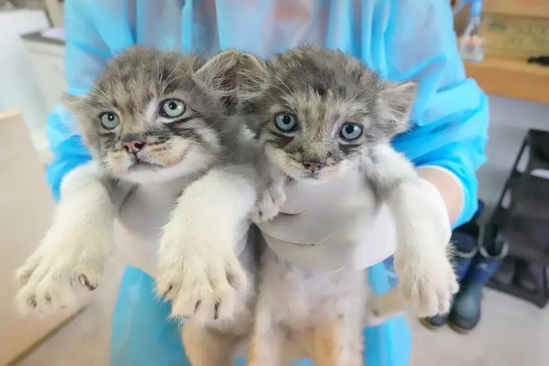 Фотография с манулом