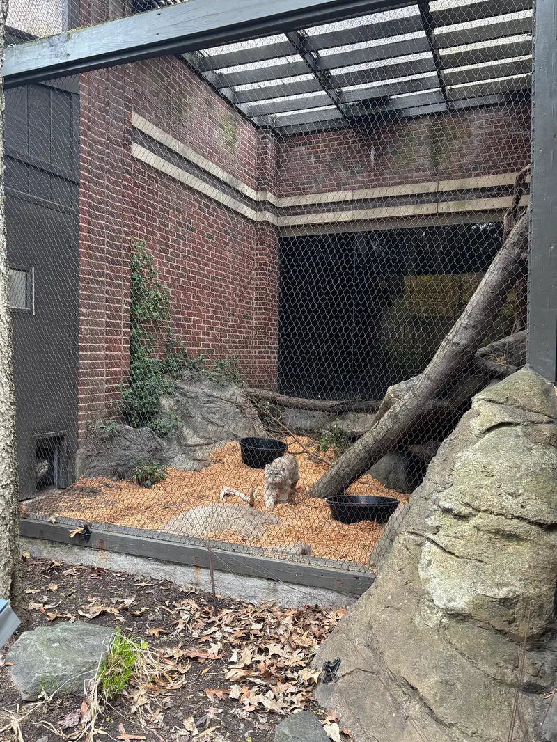 Фотография с манулом