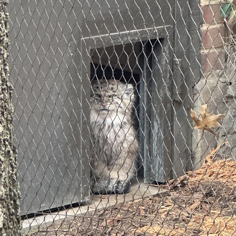 Фотография Бату в Зоопарке Проспект-парка