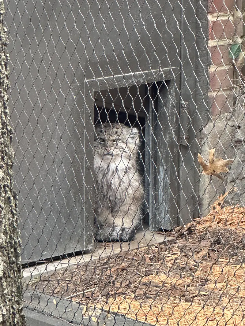 Фотография Бату в Зоопарке Проспект-парка