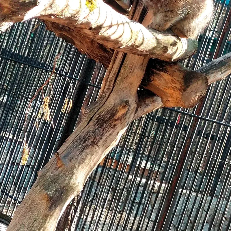 Фотография с манулом в Новосибирском Зоопарке